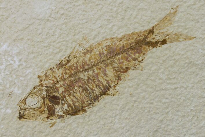 Fossil Fish (Knightia) - Wyoming #159540